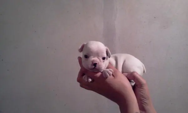 BULLDOG FRANCÊS LINDOS FILHOTES