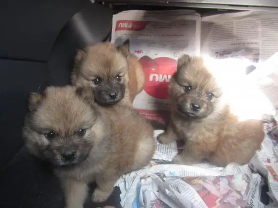 CHOW CHOW LINDOS FILHOTES