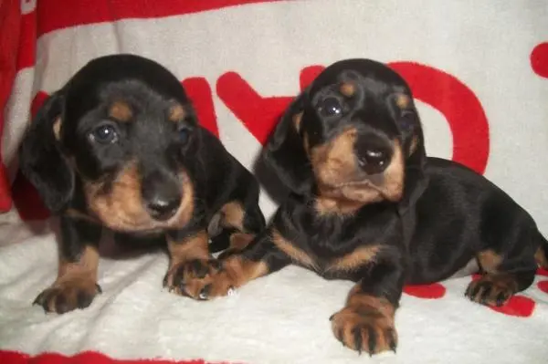 DACHSHUND ANÃO CURTO PELO CURTO PRETO E CANELA  ARLEQUIM LINDOS FILHOTES