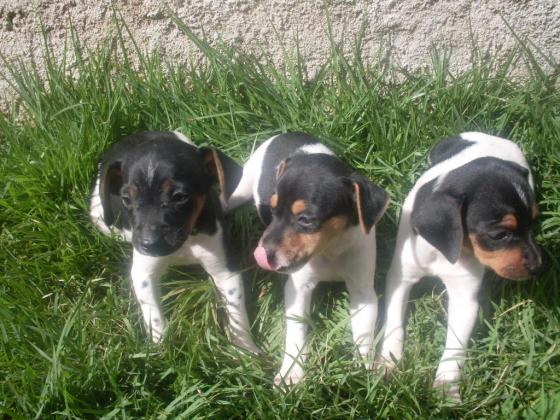 FOX PAULISTINHA LINDOS FILHOTES
