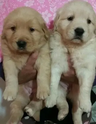 GOLDEN RETRIEVER LINDOS FILHOTES