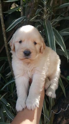 GOLDEN RETRIEVER LINDOS FILHOTES