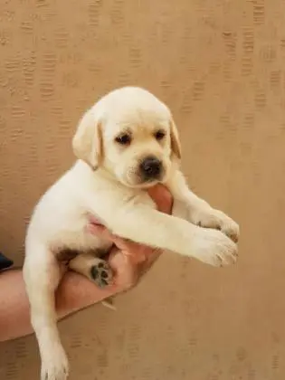 LABRADOR AMARELO/CHOCOLATE / PRETO LINDOS FILHOTES
