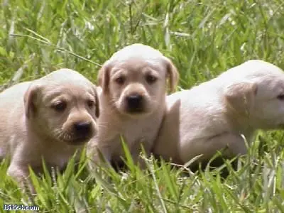 LABRADOR AMARELO/CHOCOLATE / PRETO LINDOS FILHOTES