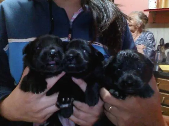 PASTOR BELGA GROENENDAEL LINDOS FILHOTES