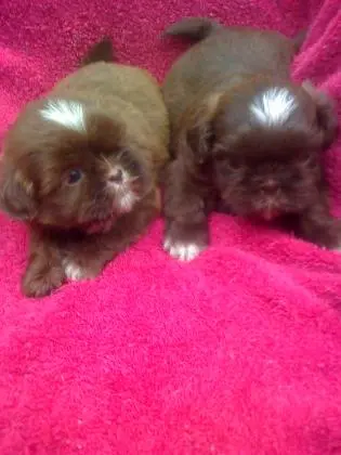 SHIH TZU LINDOS FILHOTES