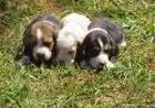 BASSET HOUND	LINDOS FILHOTES