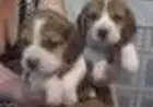 BEAGLE LINDOS FILHOTES