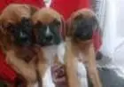 BOXER	LINDOS FILHOTES