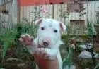 BULL TERRIER  LINDOS FILHOTES