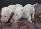 BULL TERRIER  LINDOS FILHOTES