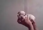BULLDOG FRANCÊS LINDOS FILHOTES