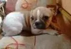 BULLDOG FRANCÊS LINDOS FILHOTES