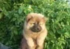 CHOW CHOW LINDOS FILHOTES