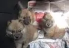 CHOW CHOW LINDOS FILHOTES