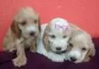 COCKER SPANIEL INGLÊS LINDOS FILHOTES