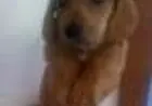 DACHSHUND ANÃO CURTO PELO CURTO PRETO E CANELA  ARLEQUIM LINDOS FILHOTES