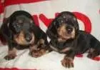 DACHSHUND ANÃO CURTO PELO CURTO PRETO E CANELA  ARLEQUIM LINDOS FILHOTES