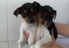 FOX PAULISTINHA LINDOS FILHOTES