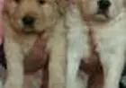 GOLDEN RETRIEVER LINDOS FILHOTES