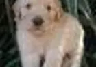 GOLDEN RETRIEVER LINDOS FILHOTES