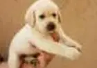 LABRADOR AMARELO/CHOCOLATE / PRETO LINDOS FILHOTES