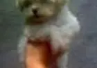 LHASA APSO LINDOS FILHOTES