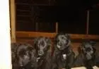 PASTOR BELGA GROENENDAEL LINDOS FILHOTE