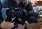 PASTOR BELGA GROENENDAEL LINDOS FILHOTES