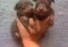 Pinscher lindos filhotes