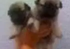 PUG LINDOS FILHOTES