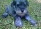 SCHNAUZER MINIATURA SAL E PIMENTA LINDOS FILHOTES