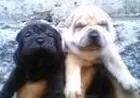 SHARPEI LINDOS FILHOTES