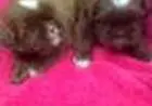 SHIH TZU LINDOS FILHOTES