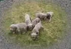 WEIMARANER LINDOS FILHOTES