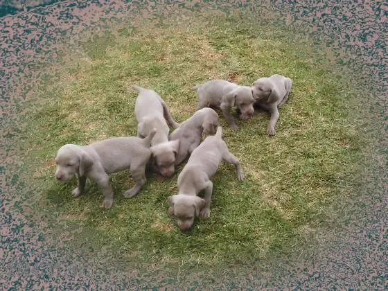 WEIMARANER LINDOS FILHOTES