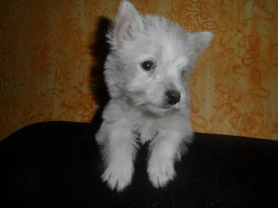 WEST TERRIER LINDOS FILHOTES