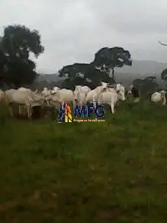 Arrenda -se Fazenda no Alto Araguaia