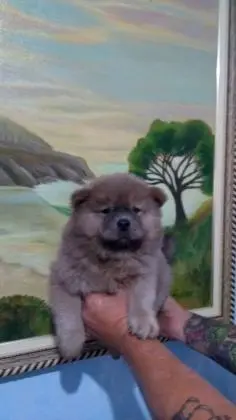 CHOW CHOW LINDOS FILHOTES