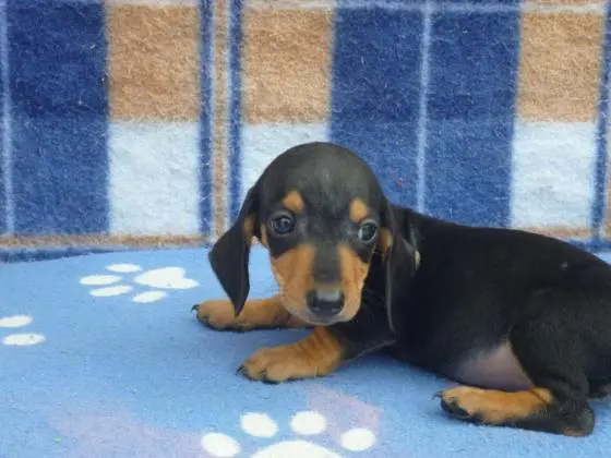 DACHSHUND ANÃO CURTO PELO CURTO PRETO E CANELA  ARLEQUIM LINDOS FILHOTES