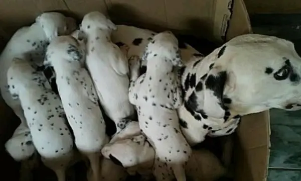 DÁLMATA	LINDOS FILHOTES