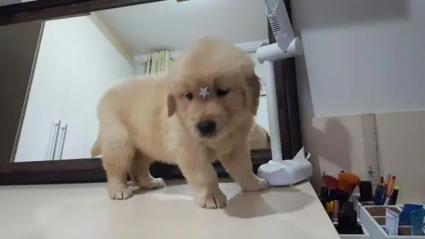 GOLDEN RETRIEVER LINDOS FILHOTES
