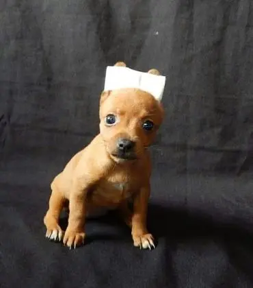 Pinscher lindos filhotes