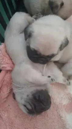 PUG LINDOS FILHOTES