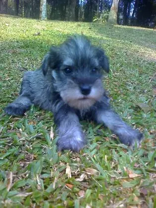 SCHNAUZER MINIATURA SAL E PIMENTA LINDOS FILHOTES