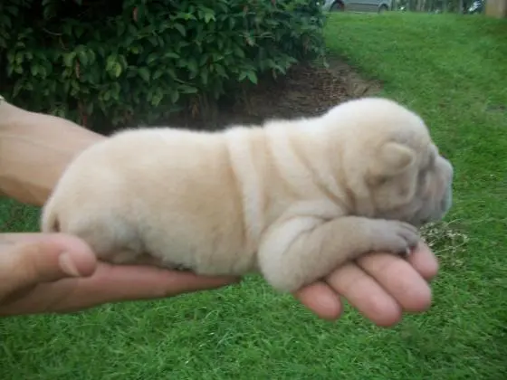 SHARPEI LINDOS FILHOTES