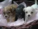 CHIHUAHUA LINDOS FILHOTES