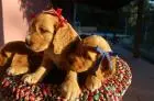 COCKER SPANIEL INGLÊS LINDOS FILHOTES