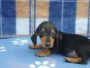 DACHSHUND ANÃO CURTO PELO CURTO PRETO E CANELA  ARLEQUIM LINDOS FILHOTES