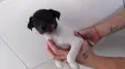 FOX PAULISTINHA LINDOS FILHOTES